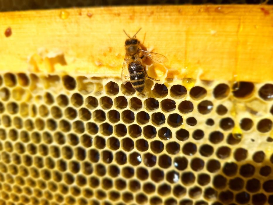 Свежий мёд с ДОСТАВКОЙ