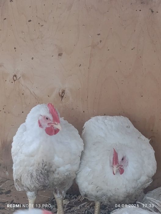 Продаю Бролер домашние