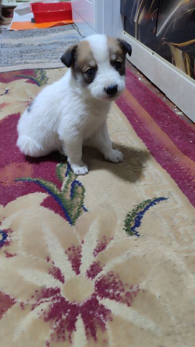 Отдам щенка в добрые руки