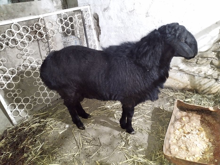 Кучкор сотилади.