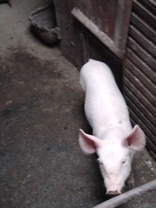 Продавам прасенца