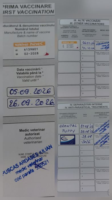 Ciobanesc german