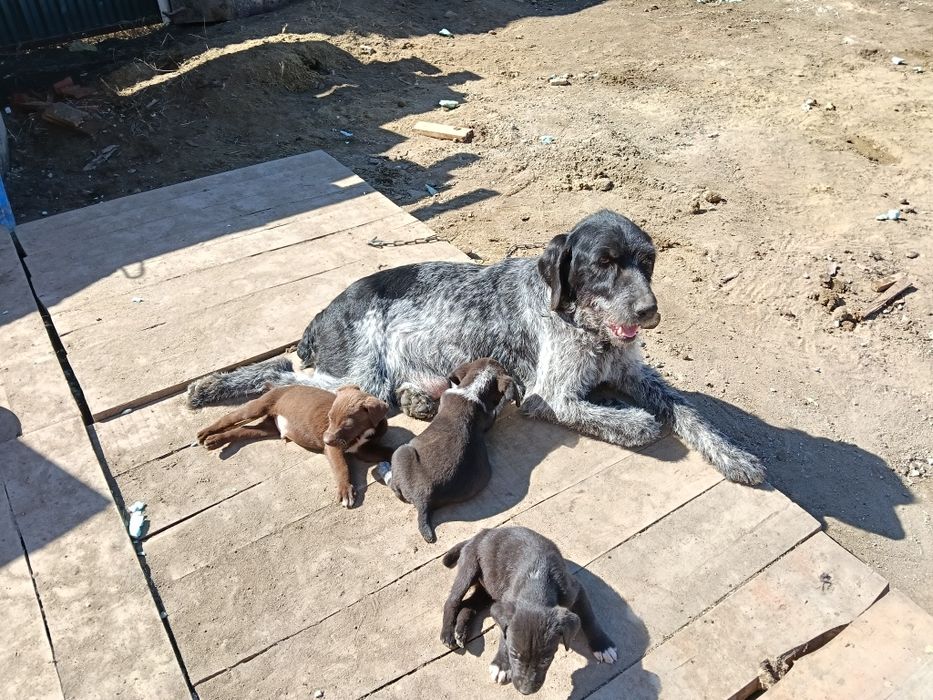 Подам щенков драадхара