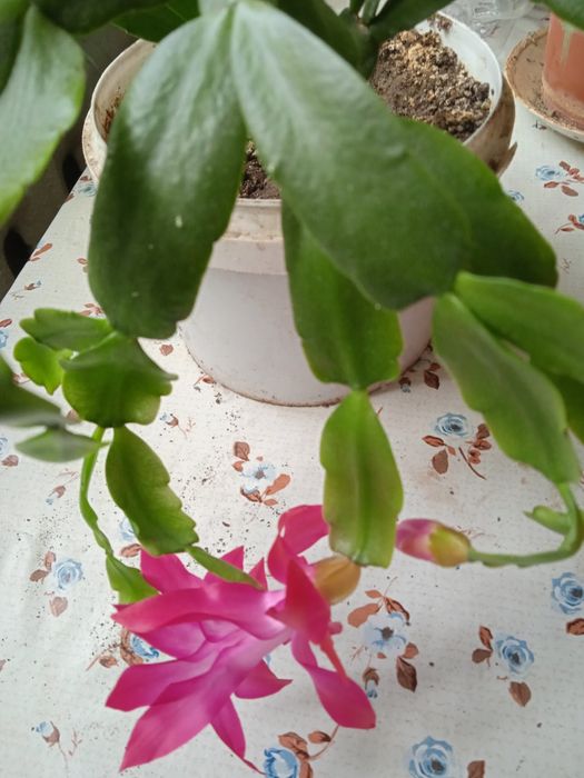 Комнатные цветы   ,декабрист