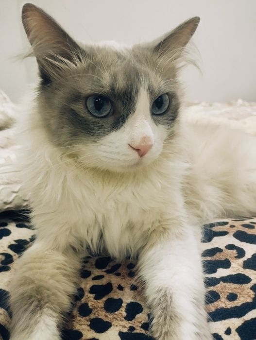 Ragdoll mushuk sotiladi