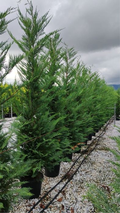 Plante oramentale/pret fictiv