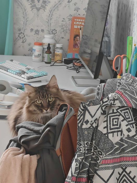 Потерялся кот Косшы