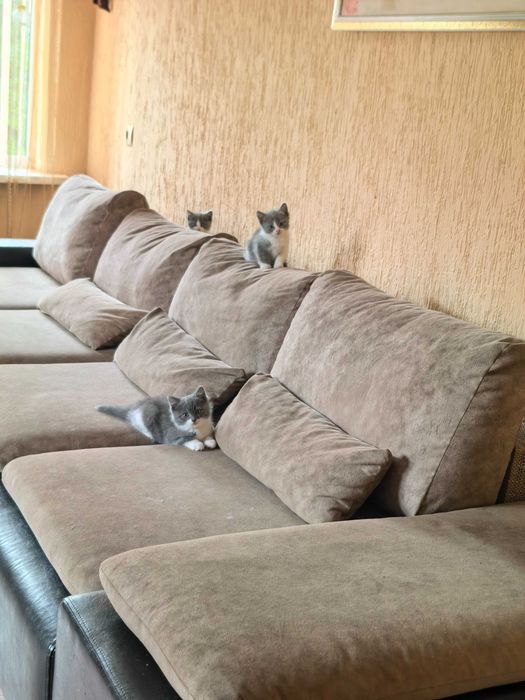 Милые британцы ждут своих зозяев