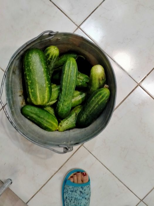 Продам огурцы домашние