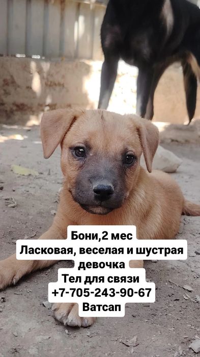 собаки в хорошие руки