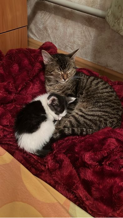 Ласковая кошечка, ищет дом