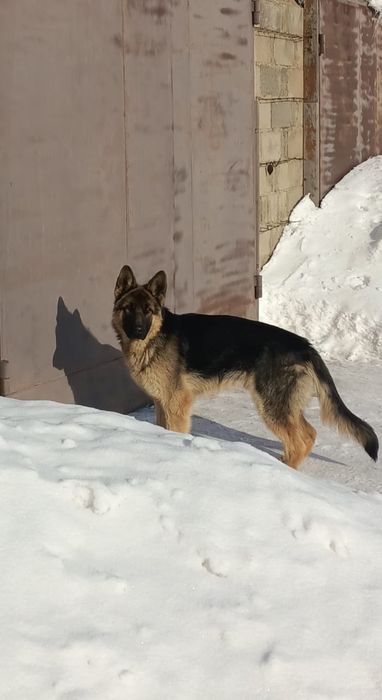 Продам щенков немецкой овчарки