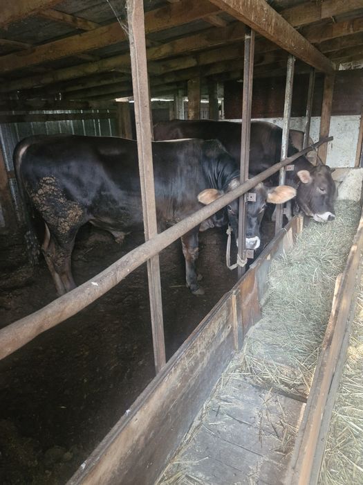 Продам бычков на племя