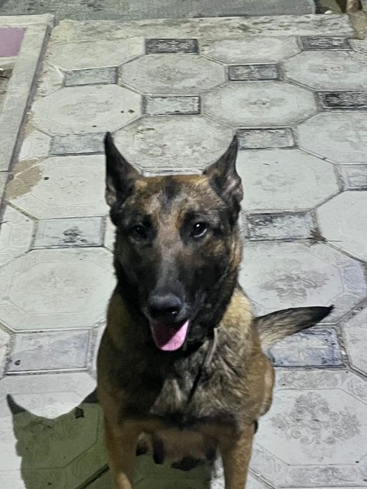 Бельгийская овчарка