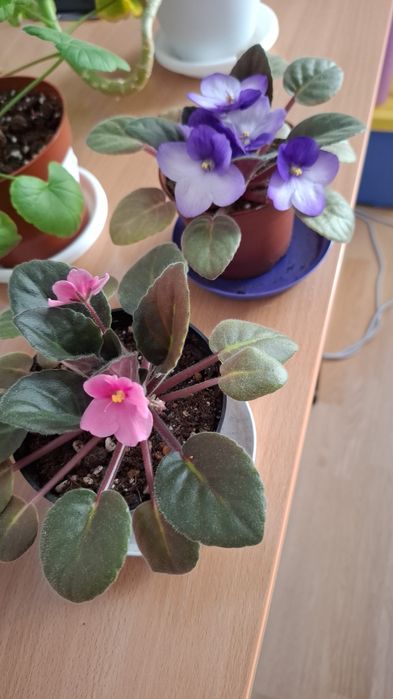 Продам Листики фиалки