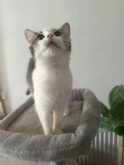 Zambolina cauta casuta