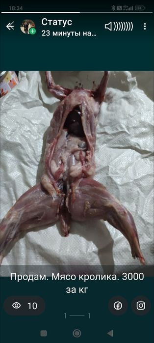 Продам мясо молодых кроликов