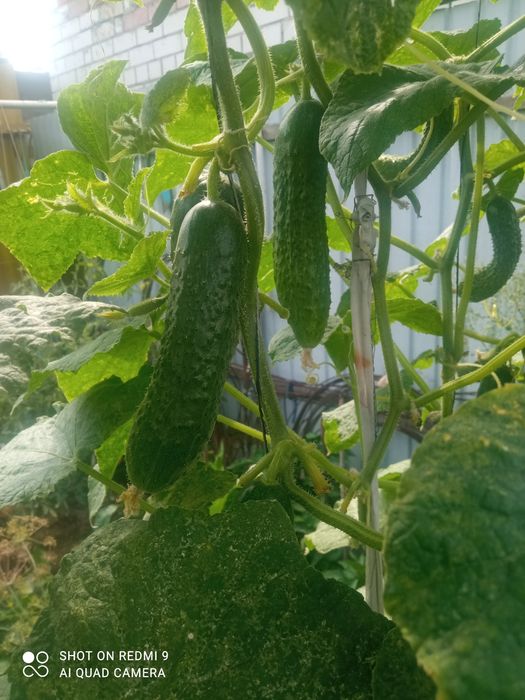 Огурцы домашние очень вкусные