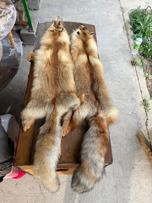 Түлкі терісі ұзындығы 1 10