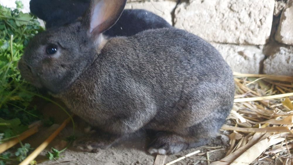 Продаются кролик СРОЧНО