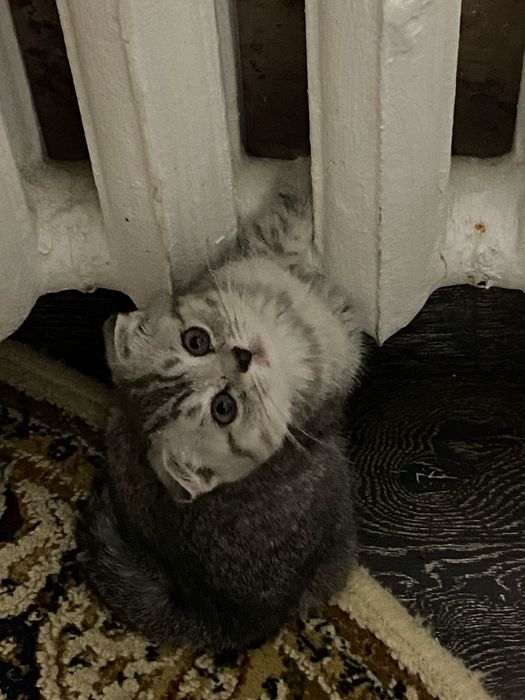 Мысық шотландский сүйкімді