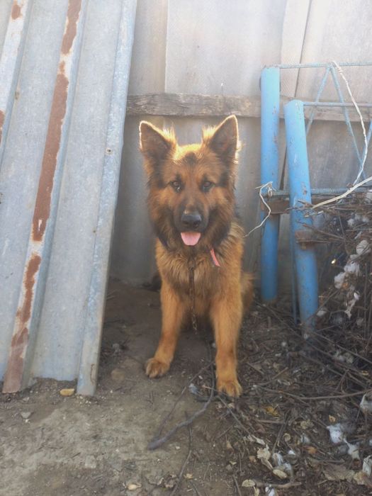 Продаются щенки немецкой овчарки.