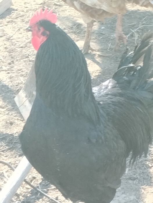 Қара ири әтеш сатылады.