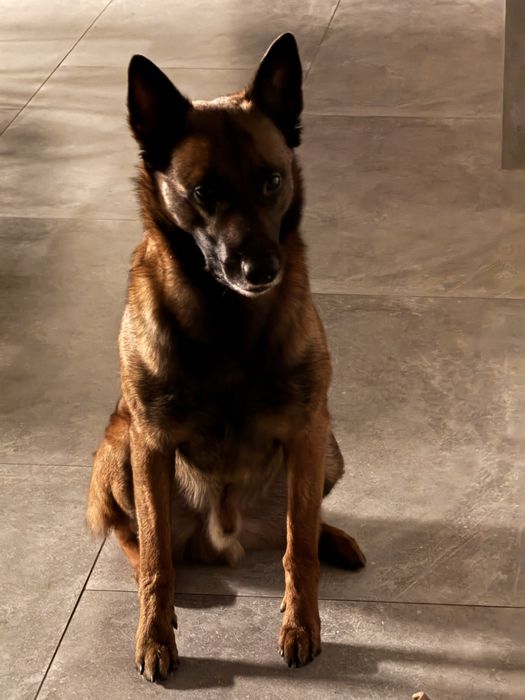 Вязка малинуа - кобель для вязки