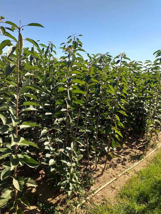 Pomi fructiferi diferite soiuri disponibili Simburesti olt!