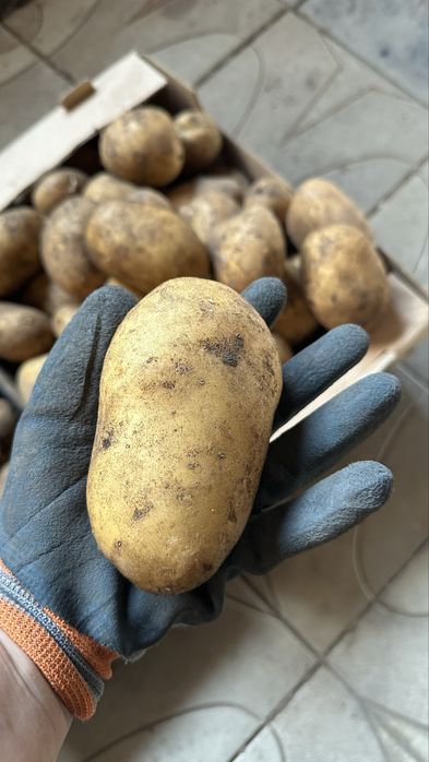Картофель местный