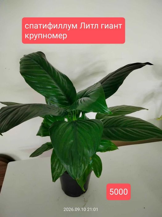 продам комнатные растения