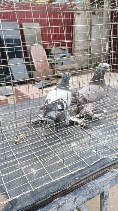 Голуби ронтовые молодежь