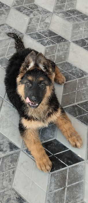 Немецкая овчарка