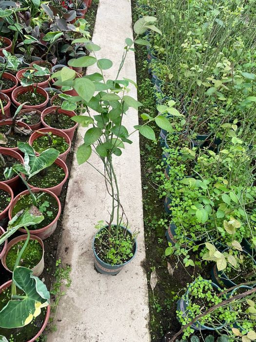 Голубика в Узбекистане