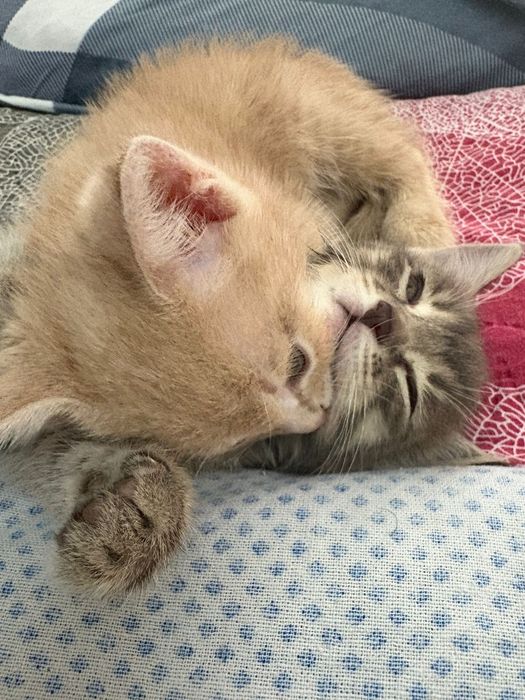 Котята в хорошие руки