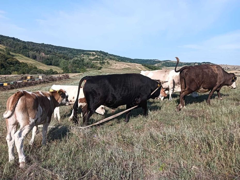 Se vinde taur in vârstă de un an și opt luni!