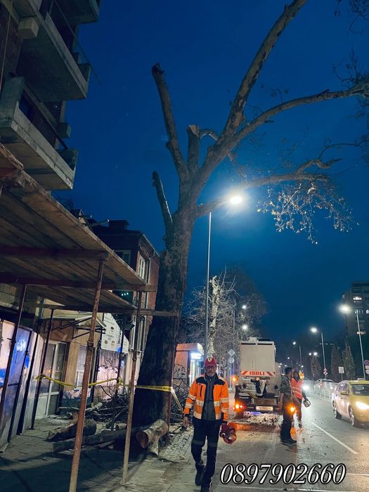 Премахване  и кастрене на дървета АРБОЛИФТ
