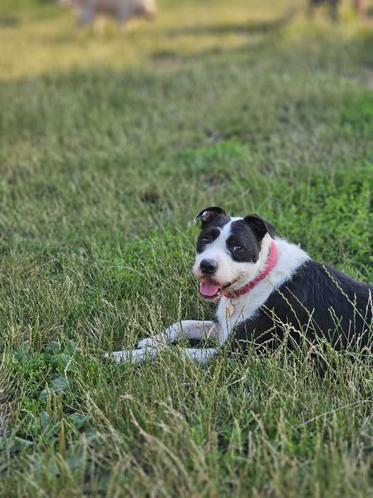 Ofer spre adoptie metis de Amstaff