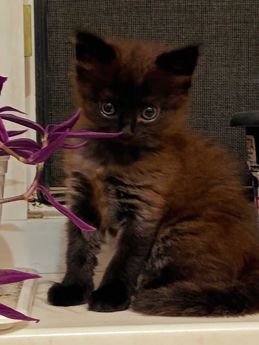 Коричневый котенок