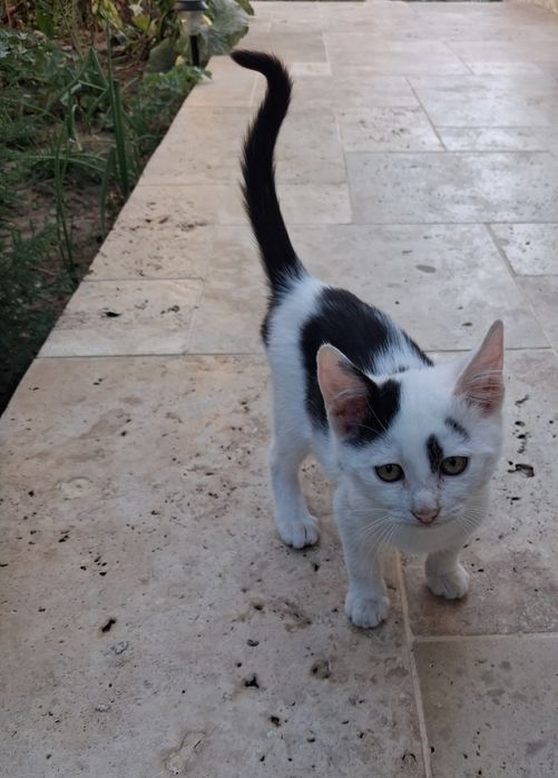 Pui de pisică, motănei de 2 luni și ceva spre adopție GRATIS, Năvodari