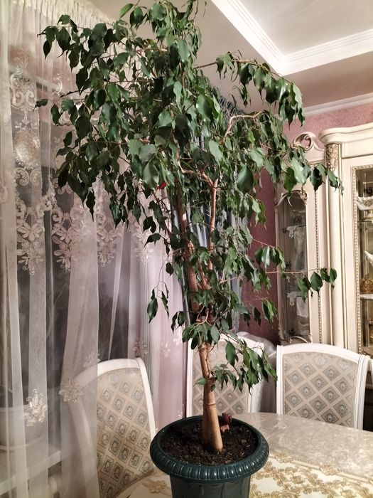 Комнатные цветы продаже