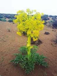 Каврак уруглар шираси сотилади