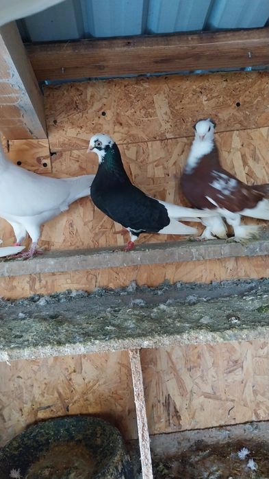 Vând porumbei ornamente