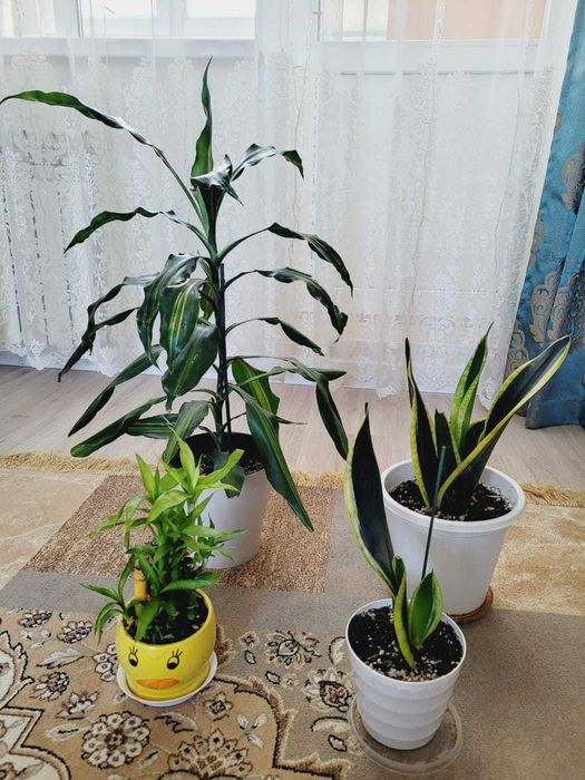 Комнатные растения