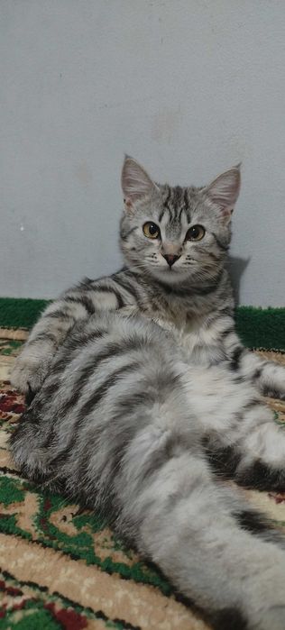 Отдам кошку в добрые руки