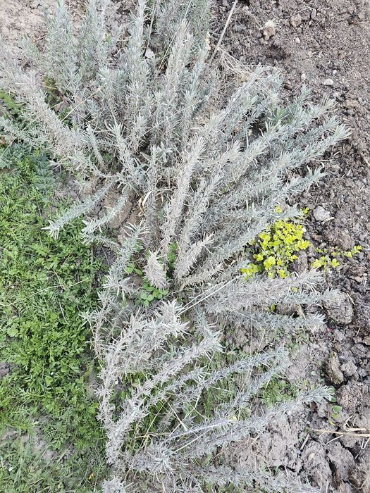 Продам лаванду .