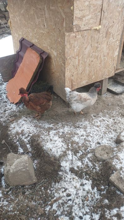 Oua incubat de la gaini motate,cu barba si cu gatul gol