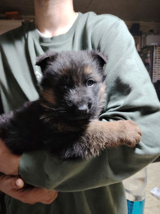 Продам щенков немецкой овчарки