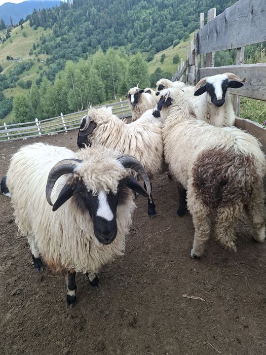 Vând 50 berbecuț si 8 mieluțe breze