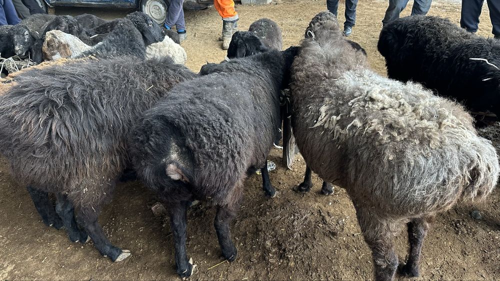 Бордақы семіз қойлар